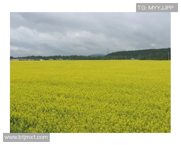韦德与足球明星的跨界合作与友谊探索之旅